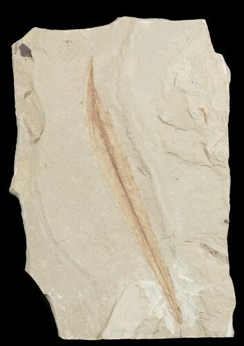 Fossil Salix (Willow) Leaf - Green River Formation #45675